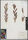 Foto von Salix purpurea L. x Salix repens L.
